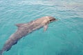 One dolphin dancing under the water in Red Sea, sunny day with playful animals, Conservation and protection of animals in Dolphin. Royalty Free Stock Photo