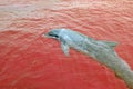 One dolphin dancing under the water in Red Sea, sunny day with playful animals, Conservation and protection of animals in Dolphin. Royalty Free Stock Photo