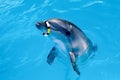 One dolphin in the pool playing with ring