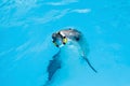 One dolphin in the pool playing with ring