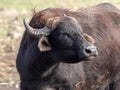 Domestic buffalo in the Hortobagy National Park, Hungary Royalty Free Stock Photo