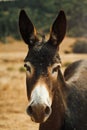 A Portrait of a Donkey