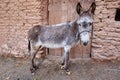 One donkey stands near the door of a clay building.