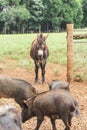 One donkey surrounded by pigs