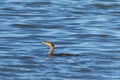 One Double crested cormorant swimming in blue water