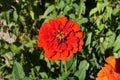 One double flower of red Zinnia elegans Royalty Free Stock Photo