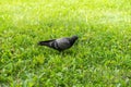 one dove in the grass on a summer day.