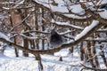 One dove sits on a snowy branch. Snowy forest background. Royalty Free Stock Photo