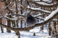 One dove sits on a snowy branch. Snowy forest background. Royalty Free Stock Photo