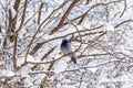 One dove sits on a snowy branch. Snowy forest background. Royalty Free Stock Photo