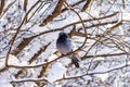 One dove sits on a snowy branch. Snowy forest background. Royalty Free Stock Photo