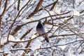 One dove sits on a snowy branch. Snowy forest background. Royalty Free Stock Photo