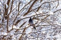 One dove sits on a snowy branch. Snowy forest background. Royalty Free Stock Photo