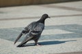 One dove standup on marble wall Pigeon walking on paving stones in the city