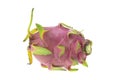 One dragon fruit isolated on white background Royalty Free Stock Photo