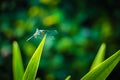 Dragonfly grasshopper leaves with green background blurred