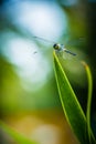 Dragonfly grasshopper leaves with green background blurred Royalty Free Stock Photo