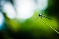 Dragonfly grasshopper leaves with green background blurred