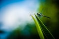 Dragonfly grasshopper leaves with green background blurred Royalty Free Stock Photo