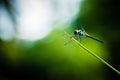 Dragonfly grasshopper leaves with green background blurred