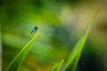 Dragonfly grasshopper leaves with green background blurred