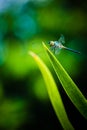 Dragonfly grasshopper leaves with green background blurred