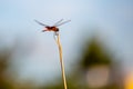 Single dragonfly on reed summer afternoon Royalty Free Stock Photo
