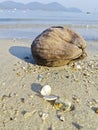 one dried coconut fruit laying by the beach. Royalty Free Stock Photo