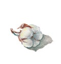 One dried cotton inflorescence with shadow, illustration