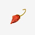 One dried red hot chili pepper isolated on a white background Royalty Free Stock Photo