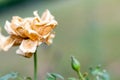 One dried rose with pale yellow petals in garden against light green background with a copy space. life and death concept