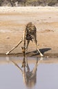 One drinking giraffe in Namibia Royalty Free Stock Photo