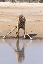 One drinking giraffe in Namibia Royalty Free Stock Photo