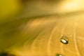 One drop of dew on a banana leaf And the morning sunshine Royalty Free Stock Photo