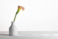 One dry beautiful dead calla lily in a ceramic vase isolated on a white background