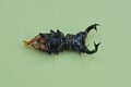 One dry dead brown black stag beetle