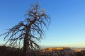 Great Basin Bristlecone Pine, Intermountain Bristlecone Pine, Bryce Canyon Royalty Free Stock Photo