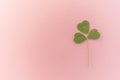 One dry green clover herb on pink table, copy space