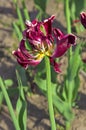 One dry purple yellow tulip Tulipa close up..in the city garden Royalty Free Stock Photo