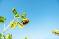 One dry rotten sunflower on the edge of hills with meadow, horizon with blue bright sky, sunny day in Ukraine Royalty Free Stock Photo