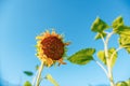 One dry rotten sunflower on the edge of hills with meadow, horizon with blue bright sky, sunny spring day in Ukraine Royalty Free Stock Photo