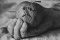 One dry sluggish apple with a sad smile in the hands of an old woman, hunger and a bad harvest, sadness