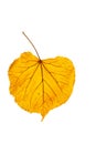 One dry yellow leaf of a linden tree. Autumn leaf fall. The object is isolated on a white background. Royalty Free Stock Photo