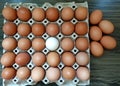 One duck egg among a lot of fresh chicken eggs on the package. Royalty Free Stock Photo