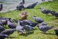 One duck and pigeons walk on the grass. In the summer, the birds do not look for food in the shore of the pond Royalty Free Stock Photo