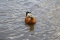 One duck swims in a pond. Duck in a city park