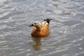 One duck swims in a pond. Duck in a city park