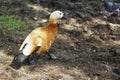 One duck walks on land. Duck in a city park