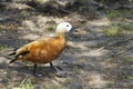 One duck walks on land. Duck in a city park