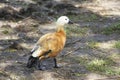 One duck walks on land. Duck in a city park